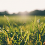 Lush, Verdant and Healthy Turf in Alderley Edge for Your Garden